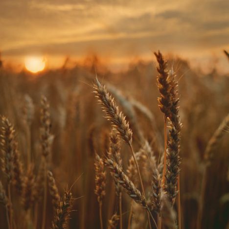 Rouwvliegjes Bestrijden en Perenboom Snoeien: Tuinproblemen Oplossen